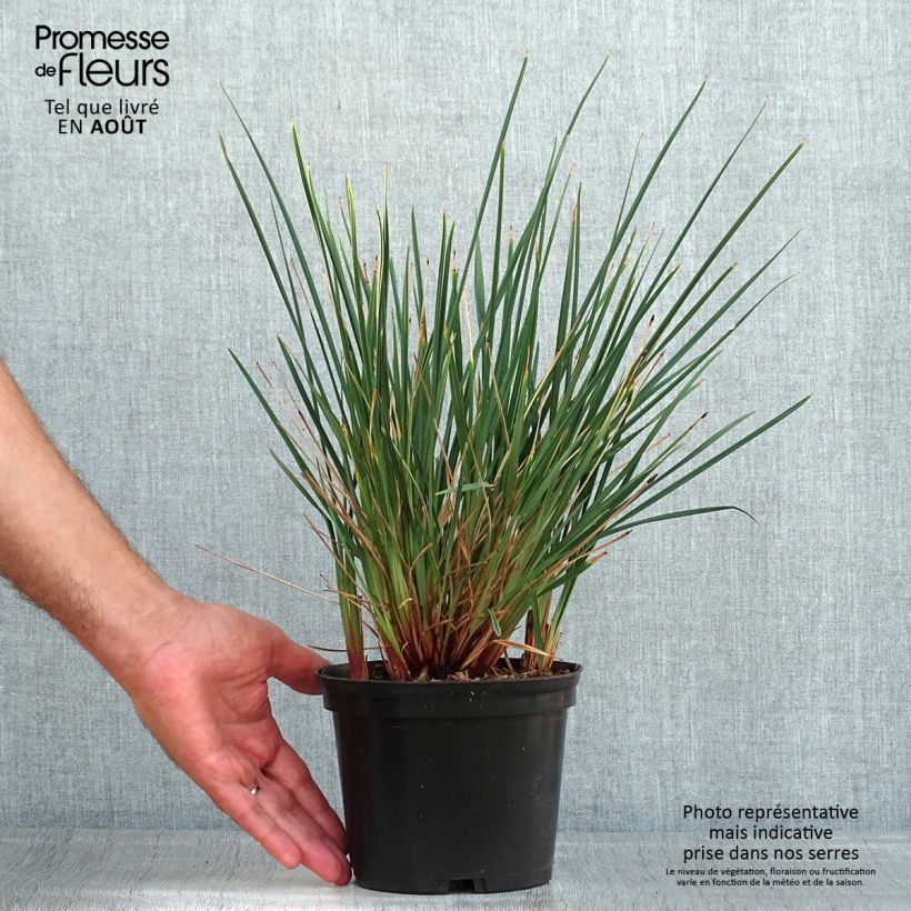 Exemplaar van Dianella revoluta Little Rev - Tasmaanse vlaslelie Pot van 2 l/3 l zoals geleverd in de zomer