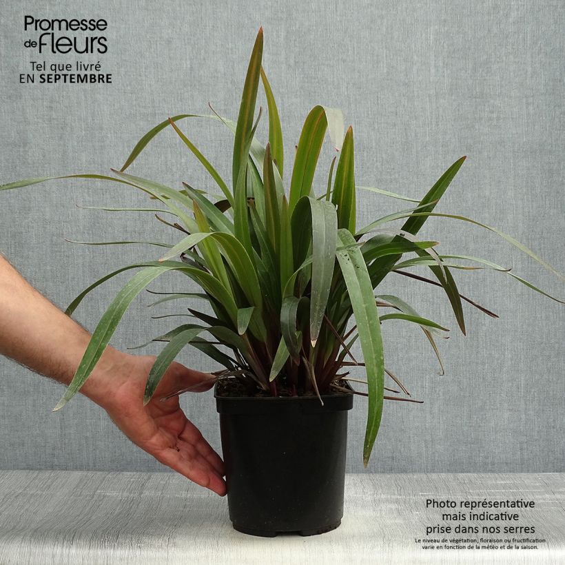 Exemplaar van Dianella tasmanica Blaze - Tasmaanse vlaslelie Pot van 2 l/3 l zoals geleverd in de herfst