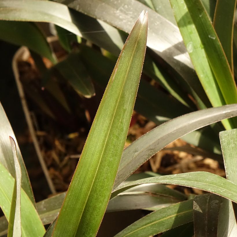 Dianella tasmanica Blaze - Tasmaanse vlaslelie (Blad)
