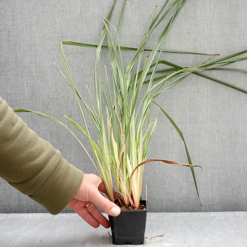 Example of Dianella tasmanica Silver Fox - Herbe aux turquoises Kweekpotje van 8/9 cm as you get in hiver