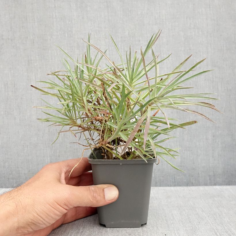 Exemplaar van Dianthus allwoodii Alice - Anjer Kweekpotje van 8/9 cm zoals geleverd in de herfst