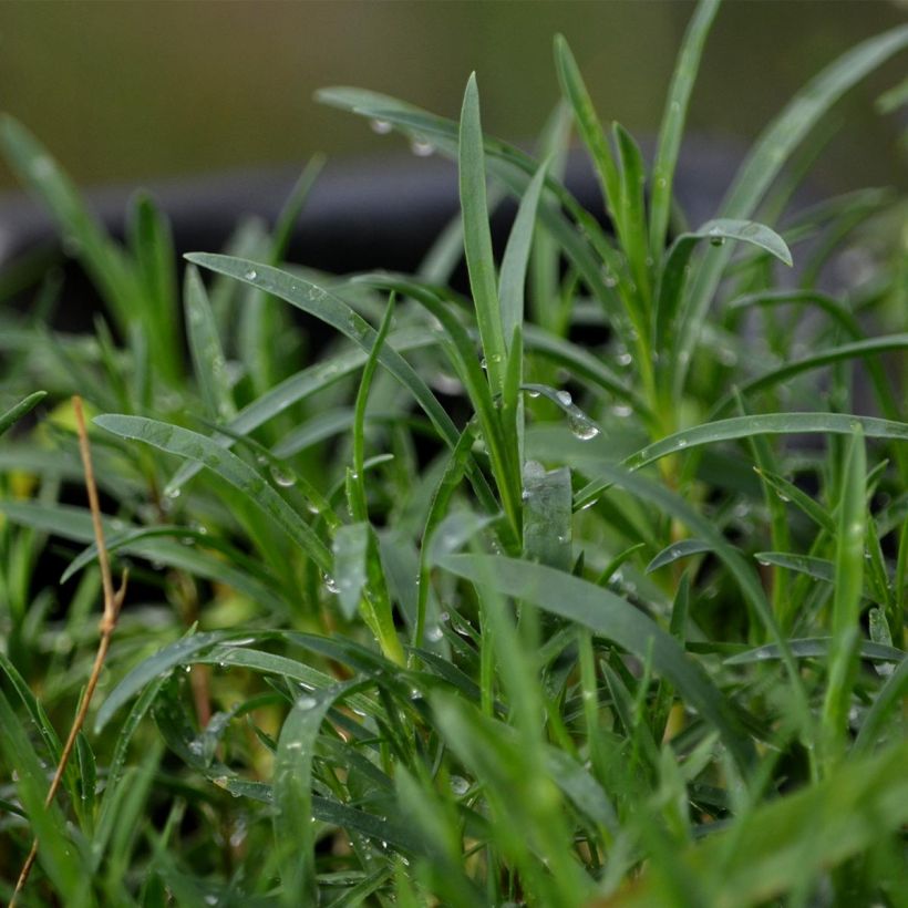 Dianthus arenarius - Zandanjelier (Foliage)
