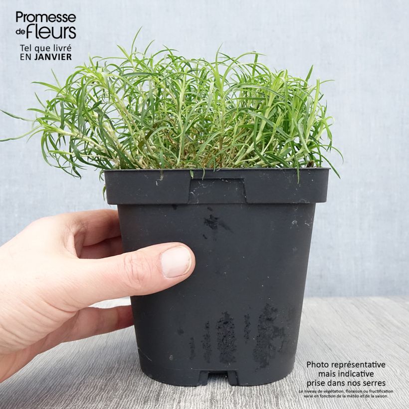 Example of Dianthus arenarius - Oeillet des sables Pot van 2 l/3 l as you get in hiver