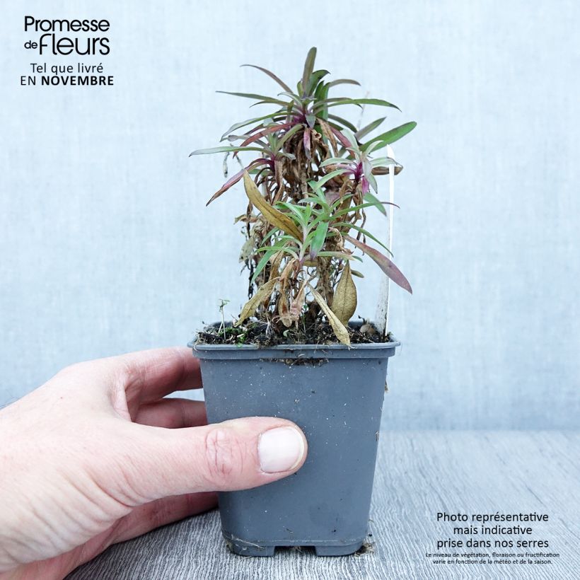 Exemplaar van Duizendschoon Oeschberg - Dianthus barbatus Kweekpotje van 8/9 cm zoals geleverd in de herfst