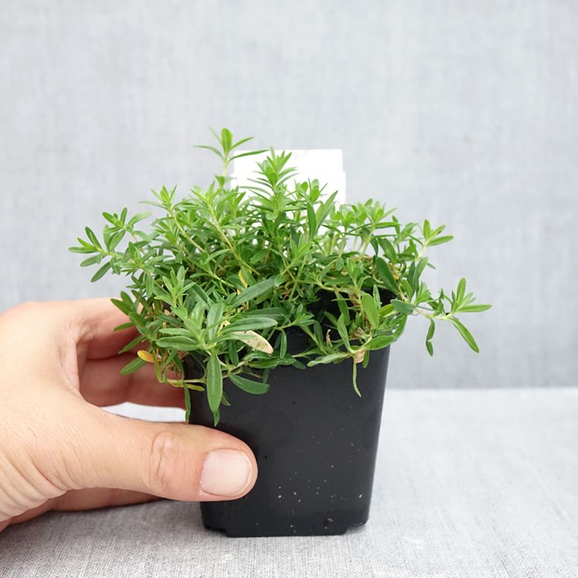 Exemplaar van Dianthus deltoides Arctic Fire - Steenanjer Kweekpotje van 8/9 cm zoals geleverd in de herfst