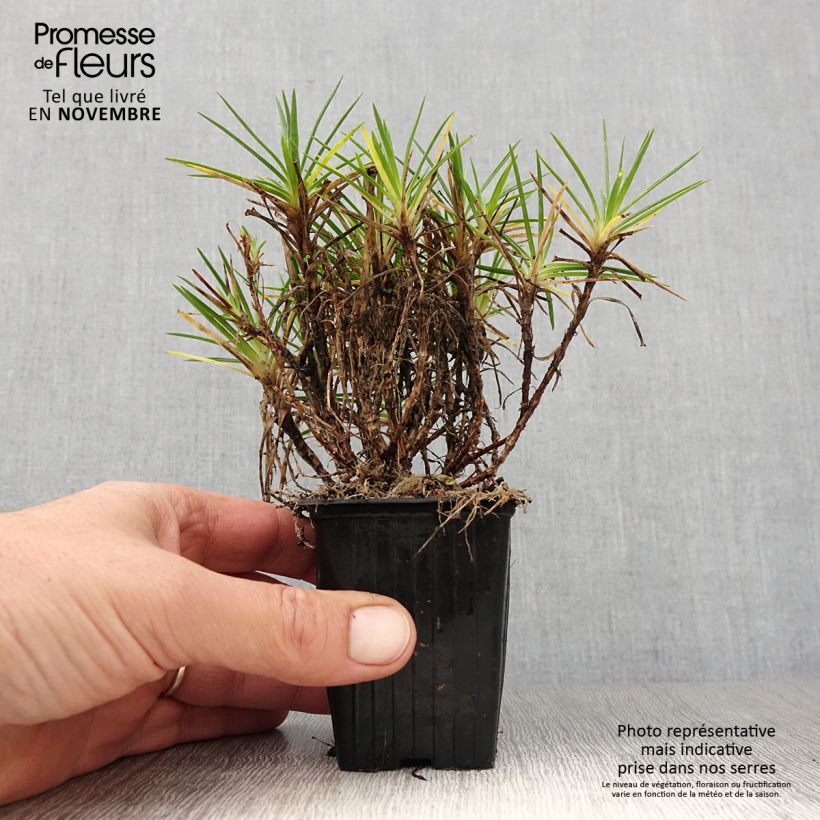 Exemplaar van Anjer Evening Star - Dianthus Kweekpotje van 7/8 cm zoals geleverd in de herfst