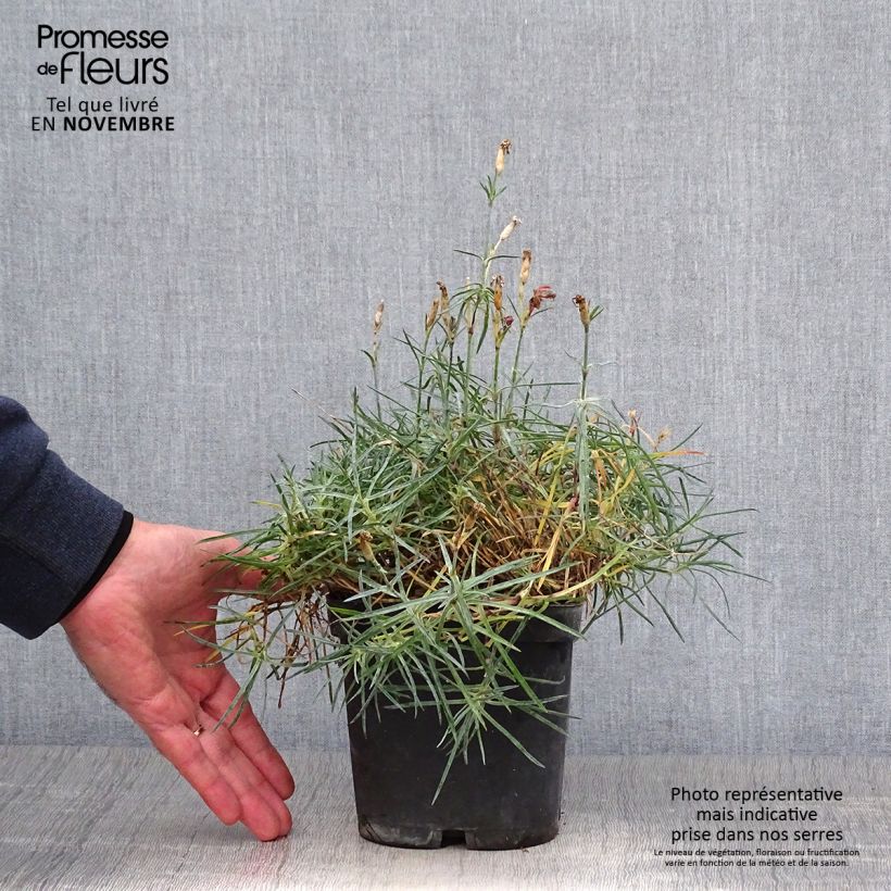 Exemplaar van Dianthus gratianopolitanus Badenia - Rotsanjer Pot van 2 l/3 l zoals geleverd in de herfst