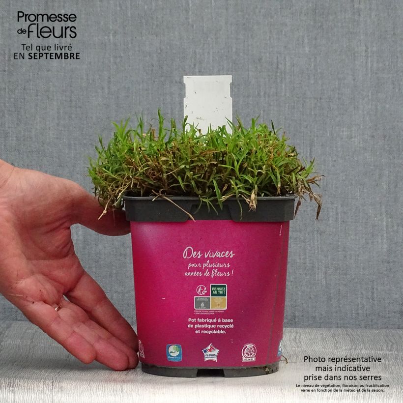 Exemplaar van Dianthus gratianopolitanus Kahori - Rotsanjer Pot van 2 l/3 l zoals geleverd in de herfst