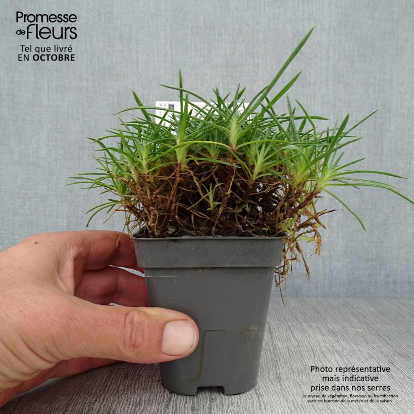 Exemplaar van Dianthus gratianopolitanus Whatfield Gem - Rotsanjer Kweekpotje van 8/9 cm zoals geleverd in de herfst