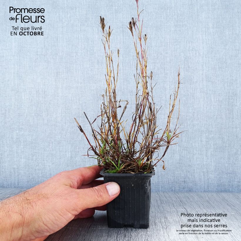 Exemplaar van Dianthus knappii- Anjer knappii Kweekpotje van 8/9 cm zoals geleverd in de herfst