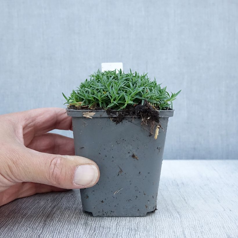 Exemplaar van Dianthus La Bourboule Alba - Oeillet Godet de 8/9 cm zoals geleverd in de herfst