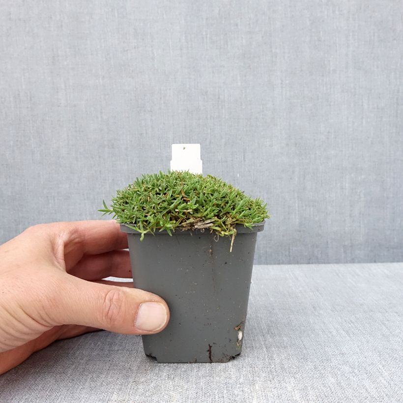 Exemplaar van Dianthus gratianopolitanus La Bourboule Alba - Rotsanjer Kweekpotje van 8/9 cm zoals geleverd in de lente