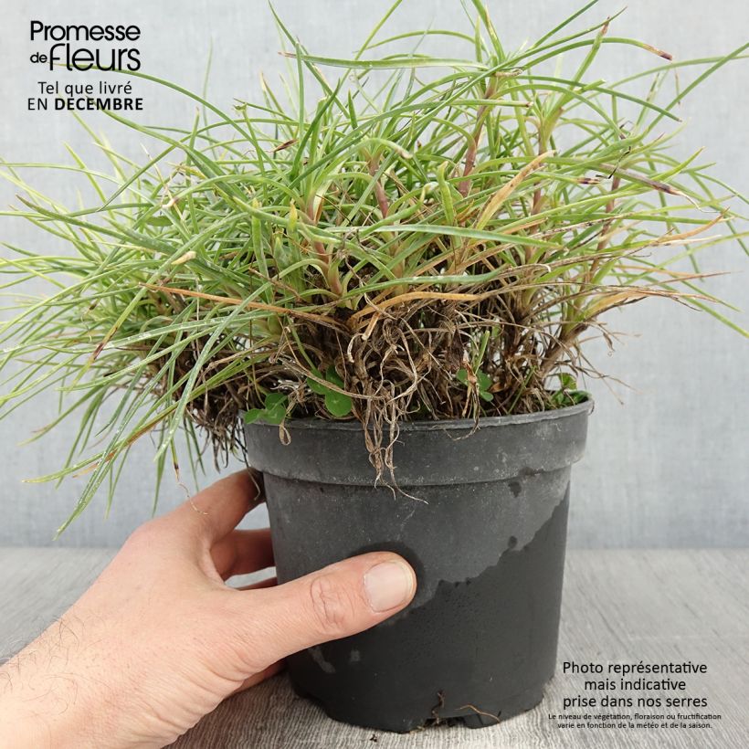 Exemplaar van Dianthus plumarius Cranmere Pool - Grasanjer Pot van 2 l/3 l zoals geleverd in de herfst