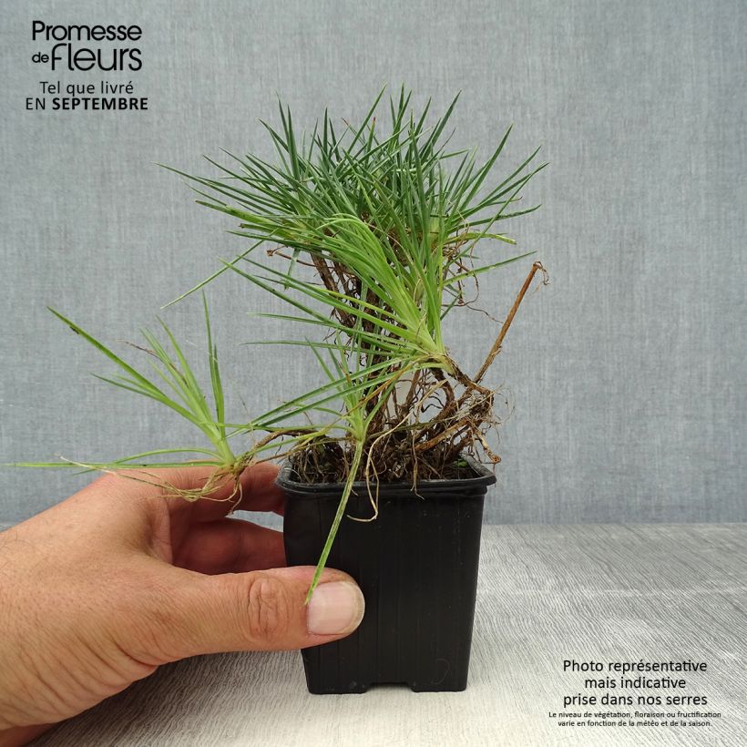 Exemplaar van Grasanjer Desmond - Dianthus plumarius Kweekpotje van 8/9 cm zoals geleverd in de herfst
