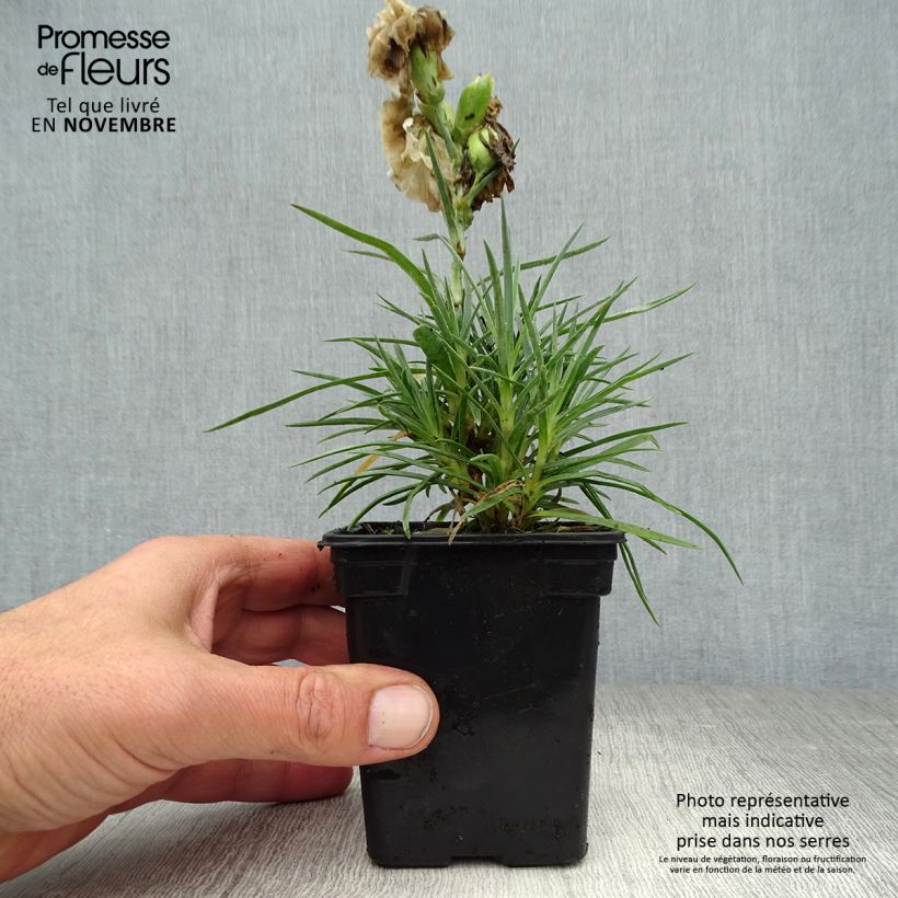 Exemplaar van Dianthus plumarius Devon Dove - Grasanjer Kweekpotje van 7/8 cm zoals geleverd in de herfst