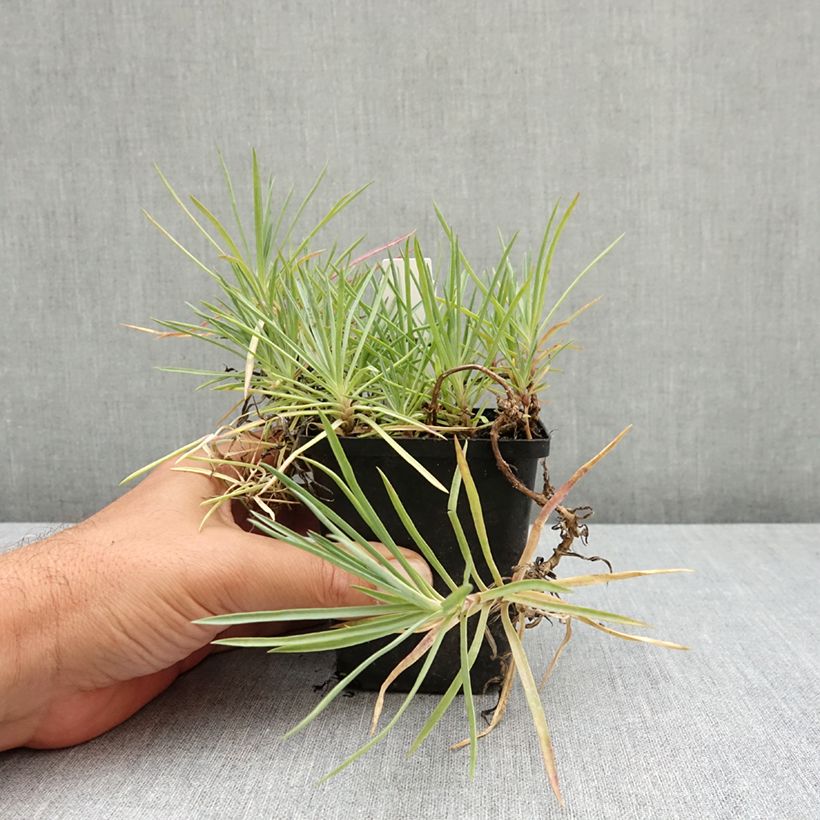 Exemplaar van Grasanjer wit Flore Pleno Albus - Dianthus plumarius Kweekpotje van 8/9 cm zoals geleverd in de zomer
