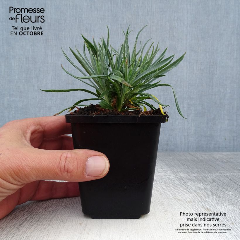 Exemplaar van Dianthus plumarius Heidi - Grasanjer Kweekpotje van 8/9 cm zoals geleverd in de herfst