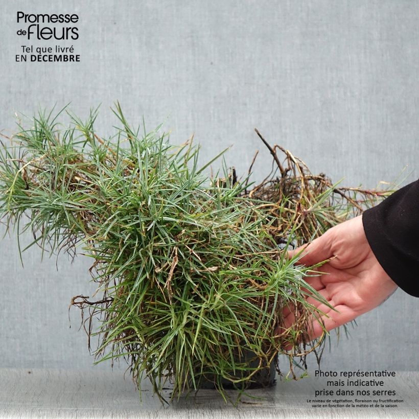 Example of Dianthus plumarius Moulin Rouge (Pink Bicolour) - Oeillet mignardise Pot van 2 l/3 l as you get in hiver