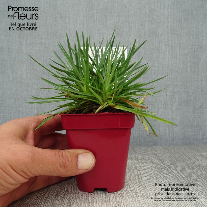 Exemplaar van Dianthus plumarius Passion Hot Red - Grasanjer Kweekpotje van 8/9 cm zoals geleverd in de herfst