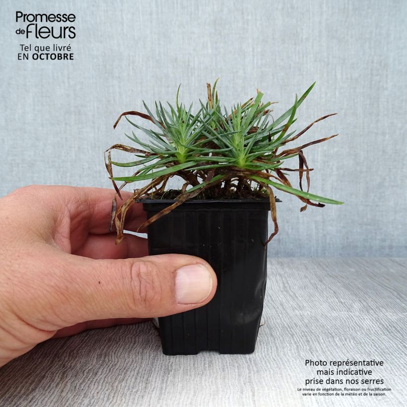 Exemplaar van Dianthus plumarius Scent First Iced Gem - Grasanjer Kweekpotje van 7/8 cm zoals geleverd in de herfst