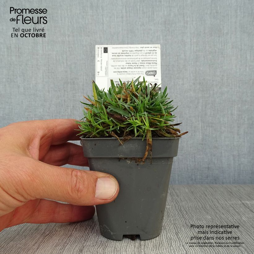 Exemplaar van Dianthus plumarius Warden Hybrid - Grasanjer Kweekpotje van 8/9 cm zoals geleverd in de herfst