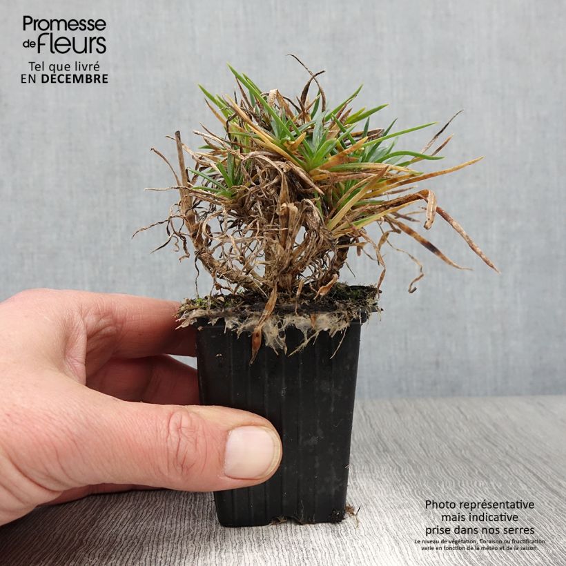 Exemplaar van Dianthus Scent First Coral Reef - Grasanjer Kweekpotje van 7/8 cm zoals geleverd in de herfst