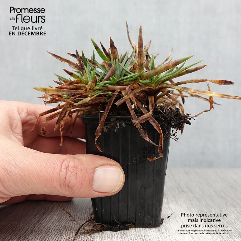Exemplaar van Dianthus Scent First Sugar Plum - Grasanjer Kweekpotje van 7/8 cm zoals geleverd in de herfst