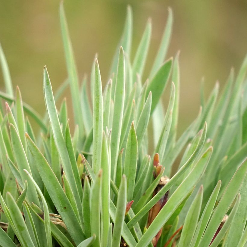 Dianthus Scent First Sugar Plum - Grasanjer (Blad)