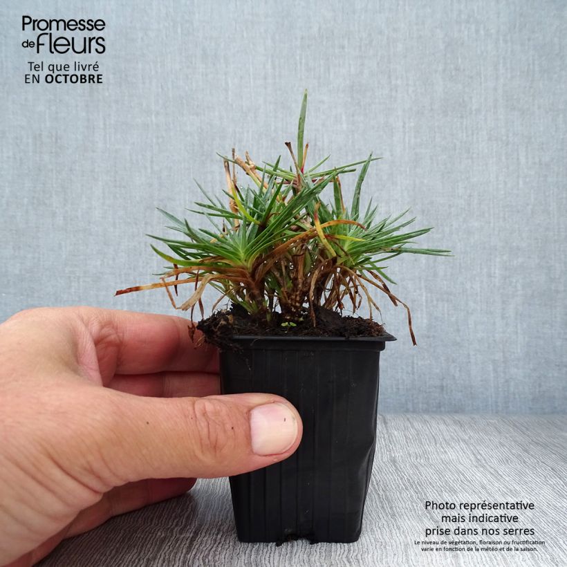 Exemplaar van Dianthus Scent First Tickled Pink - Steenanjer Kweekpotje van 7/8 cm zoals geleverd in de herfst
