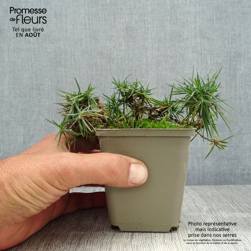 Exemplaar van Dianthus spiculifolius - Anjer Kweekpotje van 8/9 cm zoals geleverd in de zomer