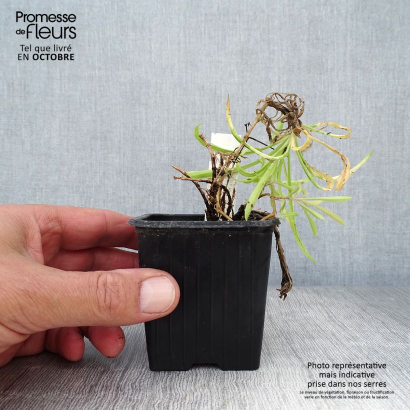 Exemplaar van Dianthus superbus - Prachtanjer Kweekpotje van 8/9 cm zoals geleverd in de herfst