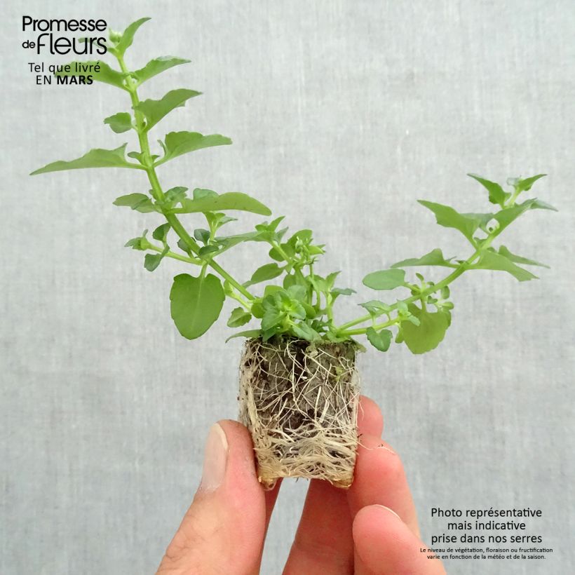 Example of Diascia Breezee Plus Red Mini-mot Ø 1,5/2,5 cm as you get in printemps