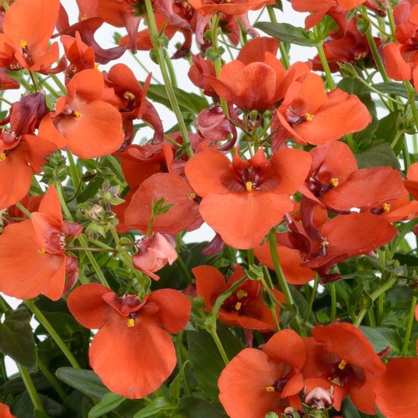 Diascia Breezee Plus Orange - Elfenspoor (Flowering)