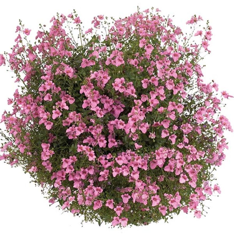 Diascia Breezee Plus Pink - Elfenspoor (Plant habit)
