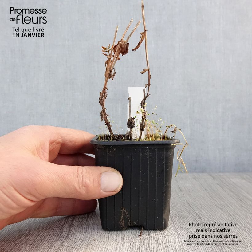 Example of Diascia personata - Elfenspoor Kweekpotje van 8/9 cm as you get in hiver