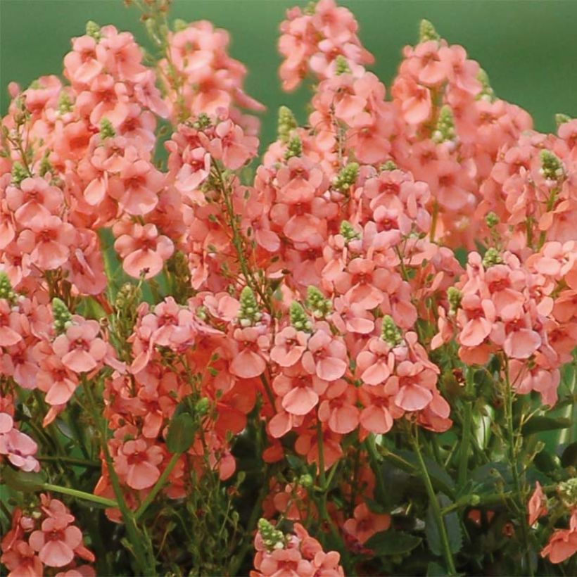 Diascia Sundascia Up Peach - Elfenspoor (Flowering)
