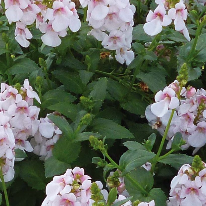 Diascia Sundascia Up Sakura Pink - Elfenspoor (Foliage)