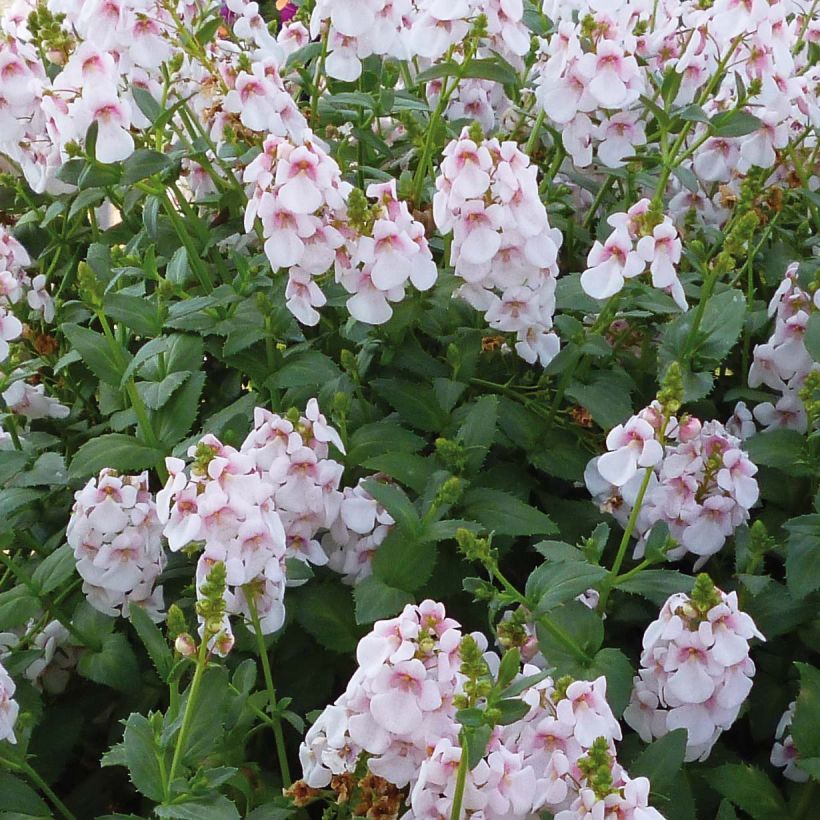 Diascia Sundascia Up Sakura Pink - Elfenspoor (Flowering)