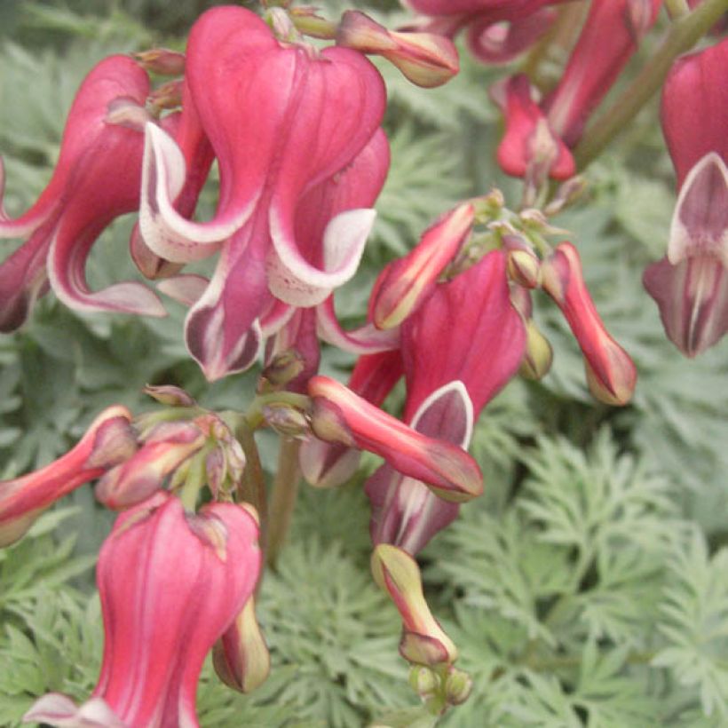 Dicentra King of Hearts - Gebroken hartje (Bloei)