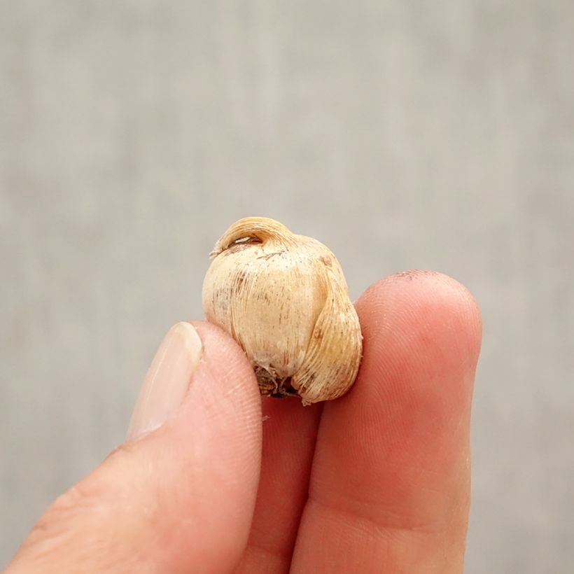 Example of Dichelostemma congestum - Vuurwerkbloem Bol size 5+ as you get in printemps