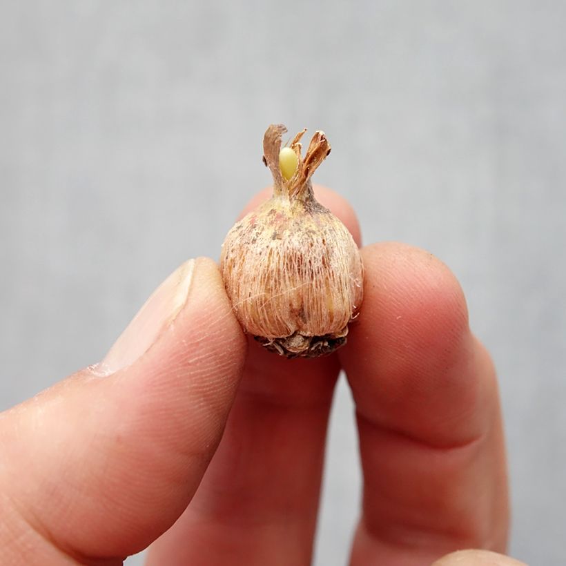 Exemplaar van Dichelostemma Pink Diamond - Vuurwerkbloem Bol kaliber 5+ zoals geleverd in de lente