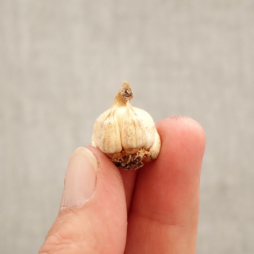 Exemplaar van Dichelostemma ida-maia - Vuurwerkbloem Bol kaliber 5+ zoals geleverd in de lente