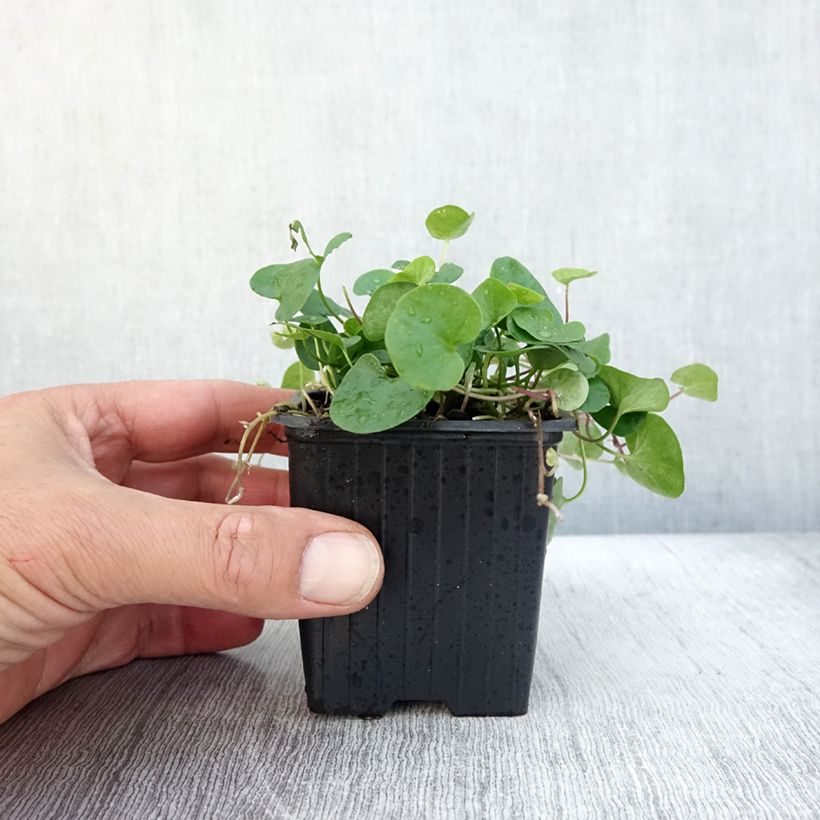 Exemplaar van Dichondra repens - Niergras Kweekpotje van 8/9 cm zoals geleverd in de herfst