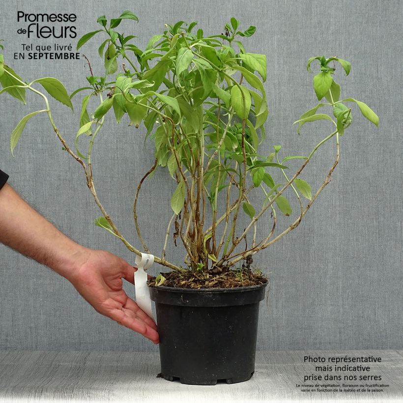 Exemplaar van Dichroa versicolor Round Blue - Chang shan Pot van 3 l/4 l zoals geleverd in de herfst