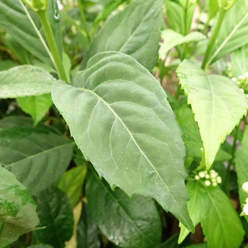 Dichroa versicolor Round Blue - Chang shan (Blad)