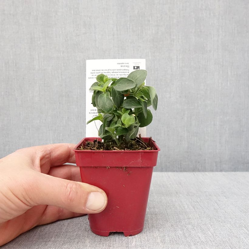 Exemplaar van Dicliptera suberecta - Justicia ou Jacobinia squarrosa Godet de 8/9 cm zoals geleverd in de winter
