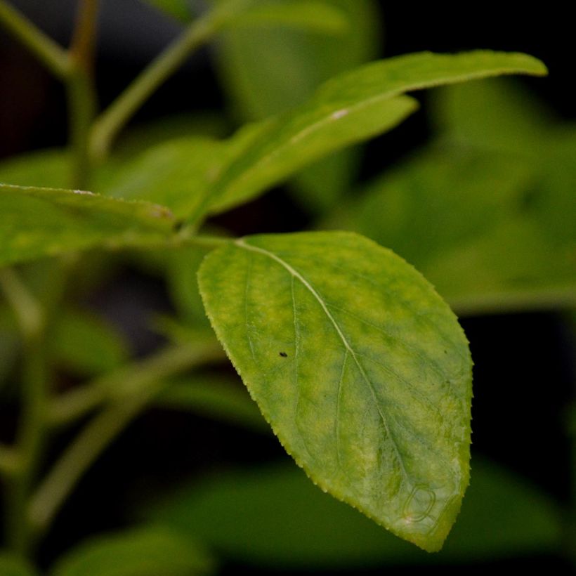 Dictamnus albus - Vuurwerkplant (Foliage)