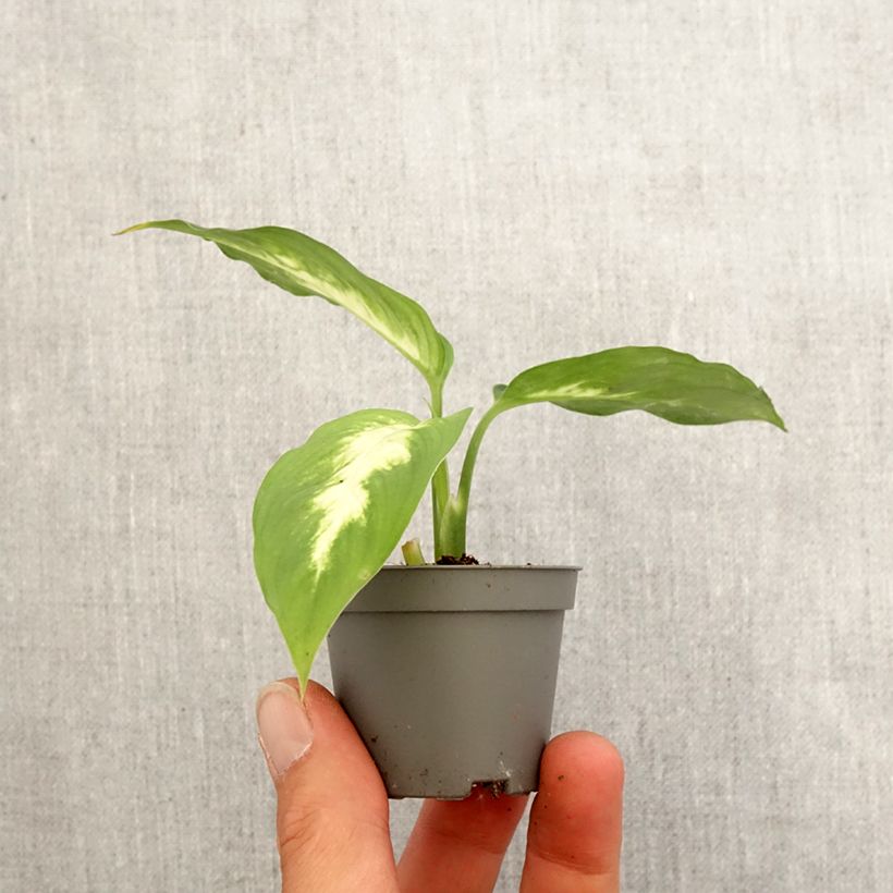 Example of Dieffenbachia Camilla Mini-plante as you get in printemps