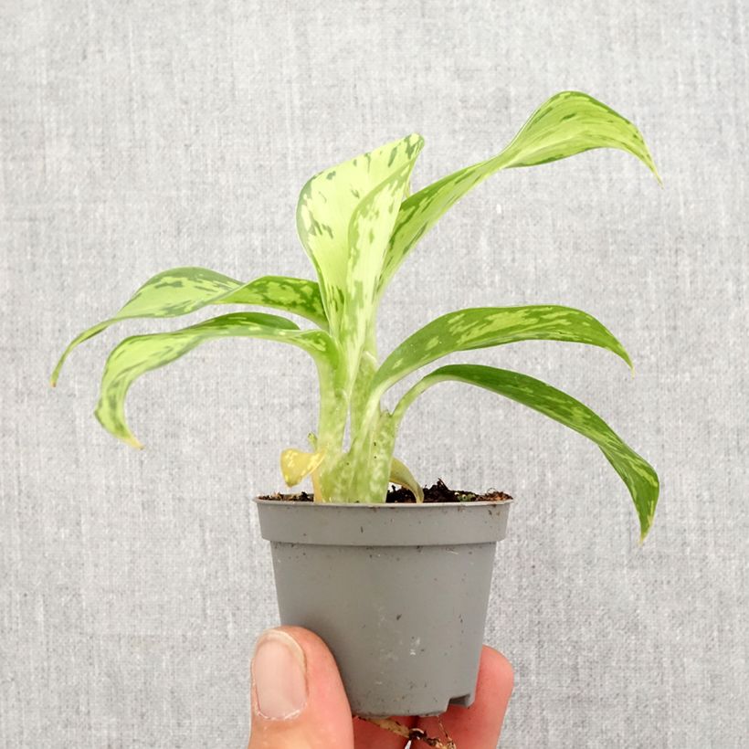 Example of Dieffenbachia Crocodile Mini-plante as you get in printemps