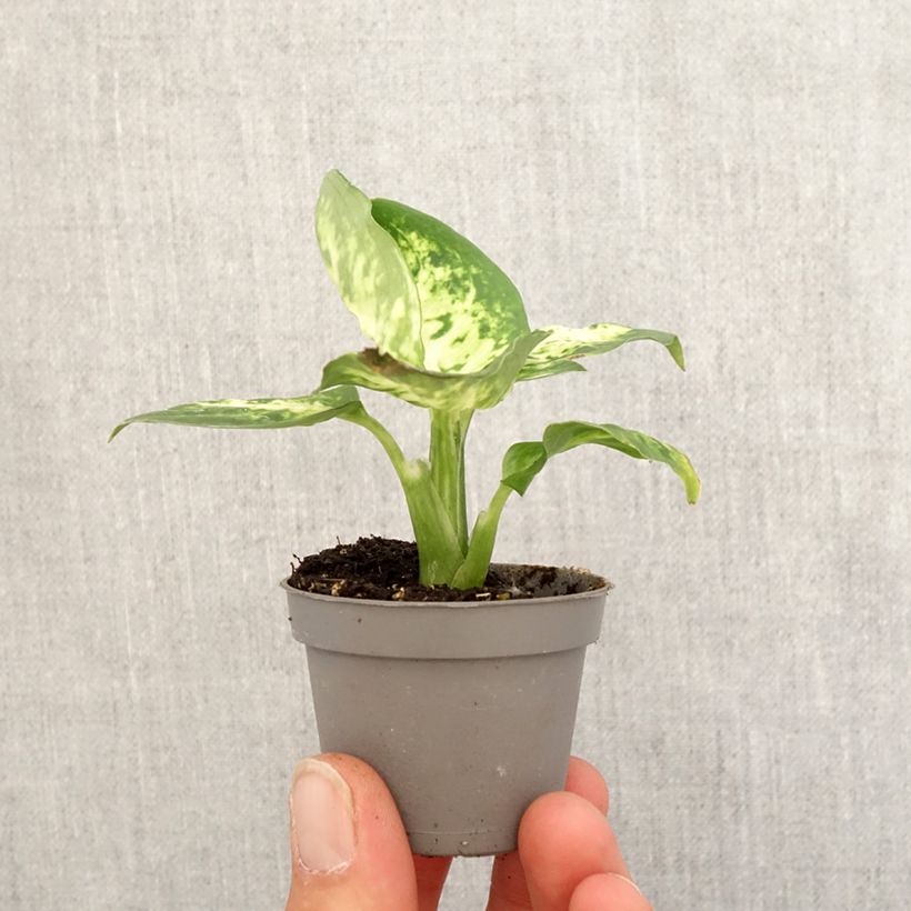 Example of Dieffenbachia maculata Amy Mini-plante as you get in printemps